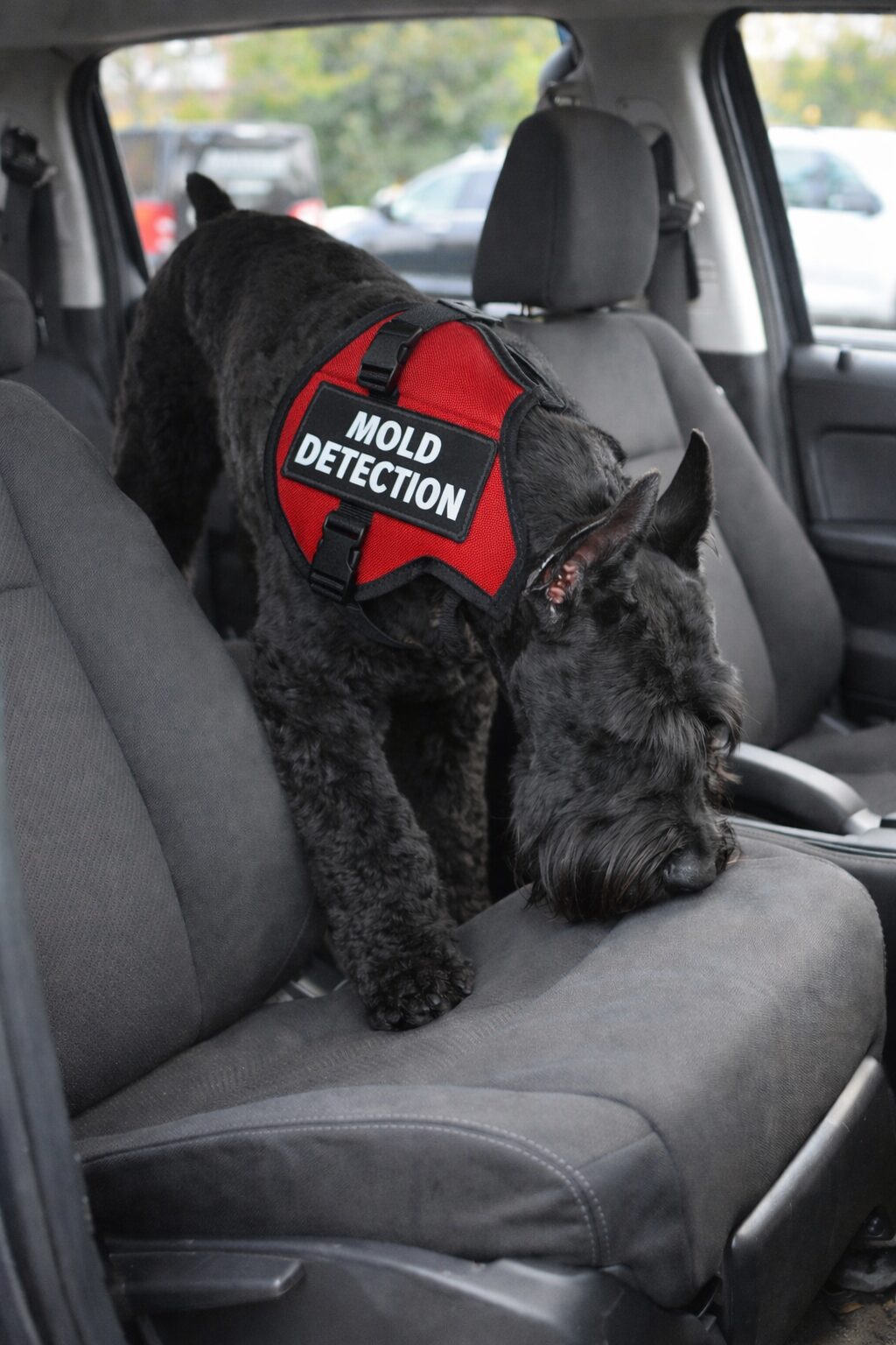 Dog sniffing car seat for mold detection.